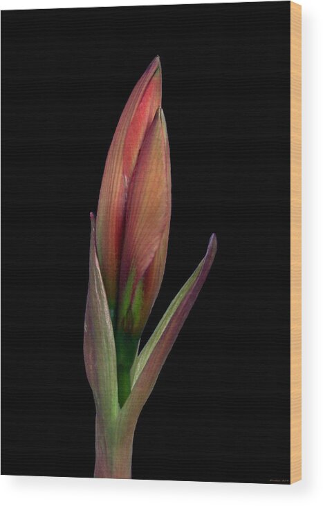 Flowers Wood Print featuring the photograph Before I awake by Evelyn Patrick