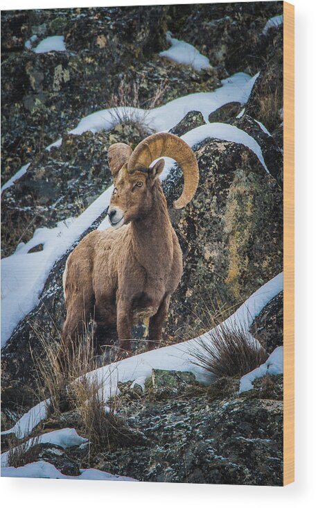 Bighorn Sheep Wood Print featuring the photograph Bighorn Ram 2 by Jason Brooks