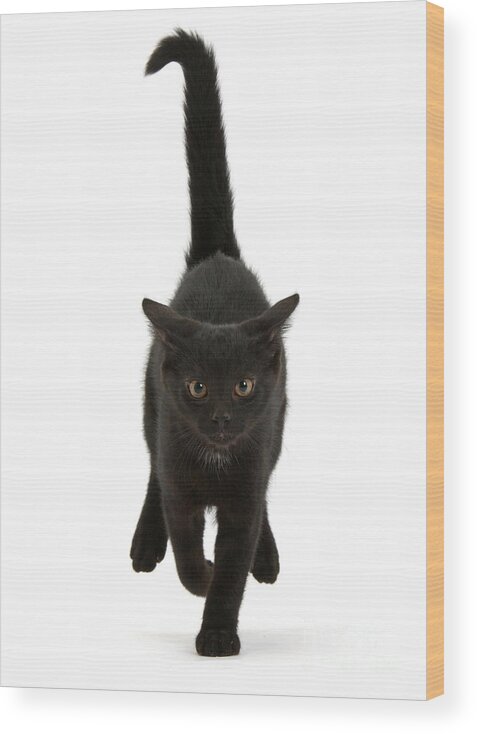 Black Wood Print featuring the photograph Black Cat on the Run by Warren Photographic