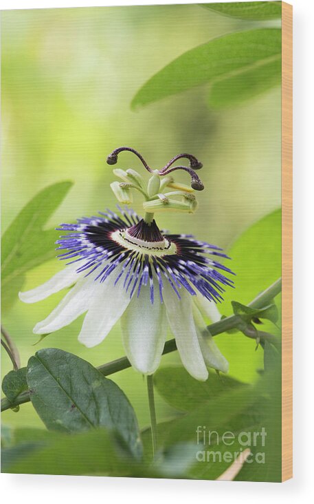Blue Passion Flower Wood Print featuring the photograph Blue Passion flower by Tim Gainey