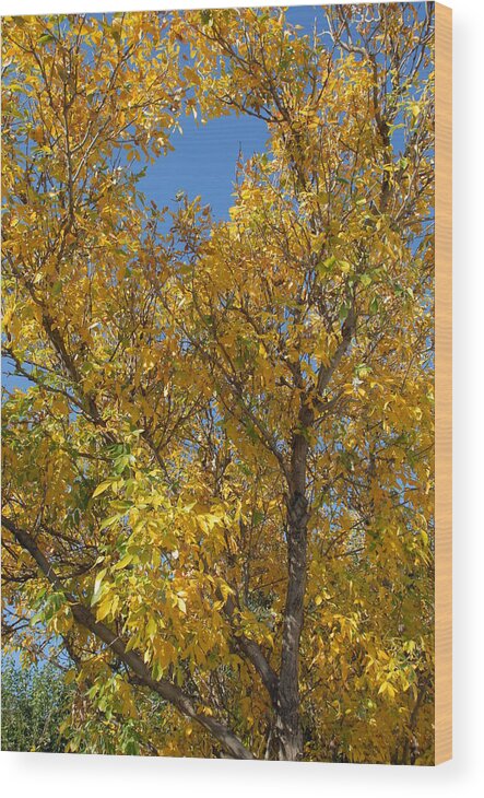 Fall Color Wood Print featuring the photograph Blue Sky Fall by Bill Hyde