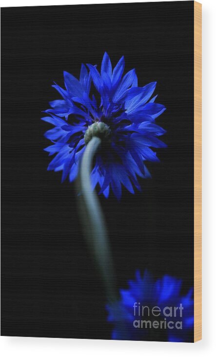 Flower Wood Print featuring the photograph Boldly Moving Forward by Dani McEvoy