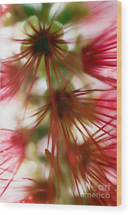 Abstract Wood Print featuring the photograph Bottlebrush Abstract by Ray Laskowitz - Printscapes