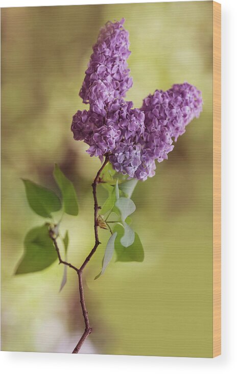 Flower Wood Print featuring the photograph Branch of fresh violet lilac by Jaroslaw Blaminsky
