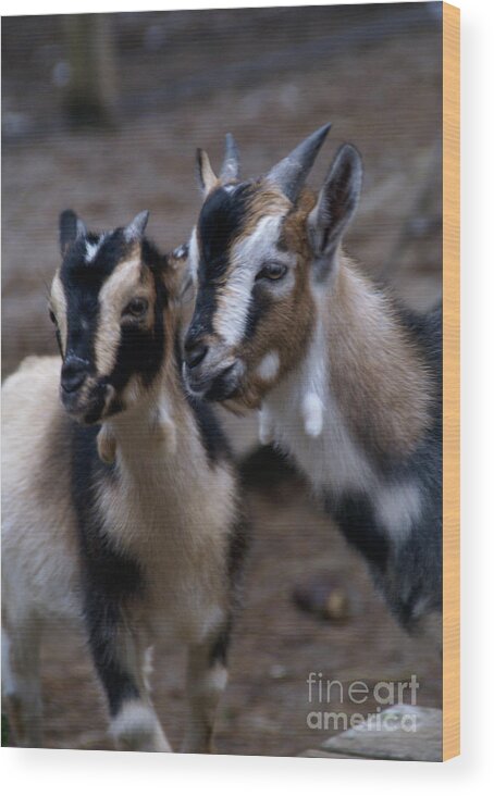 Goat Wood Print featuring the photograph Brothers by Linda Shafer