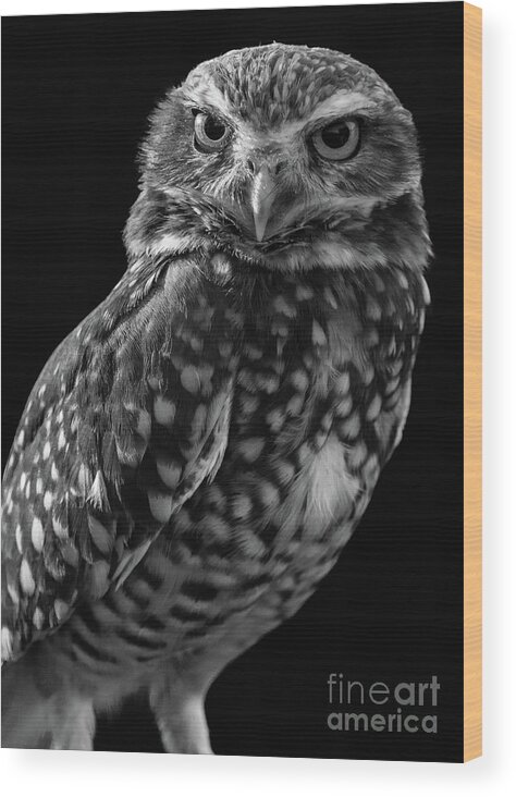 Burrowing Owl Wood Print featuring the photograph Burrowing Owl by Chris Scroggins