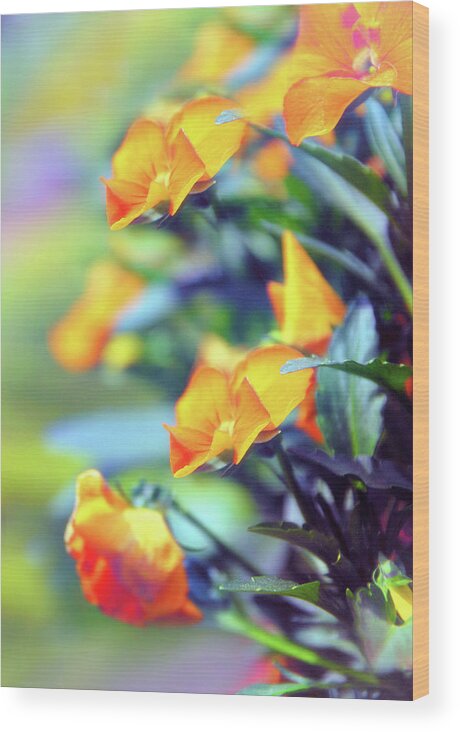 Flowers Wood Print featuring the photograph Buttercups by Jessica Jenney