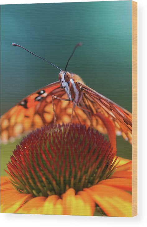  Wood Print featuring the photograph Butterfly Face by Rebekah Zivicki