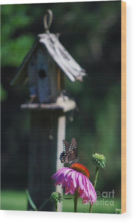 Butterfly Wood Print featuring the photograph Butterfly by Lila Fisher-Wenzel