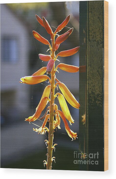 Flowers Wood Print featuring the photograph Cactus blum on my balcony. by Viktor Savchenko