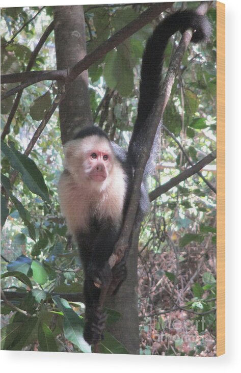 Capuchin Monkey Wood Print featuring the photograph Capuchin Monkey 4 by Randall Weidner