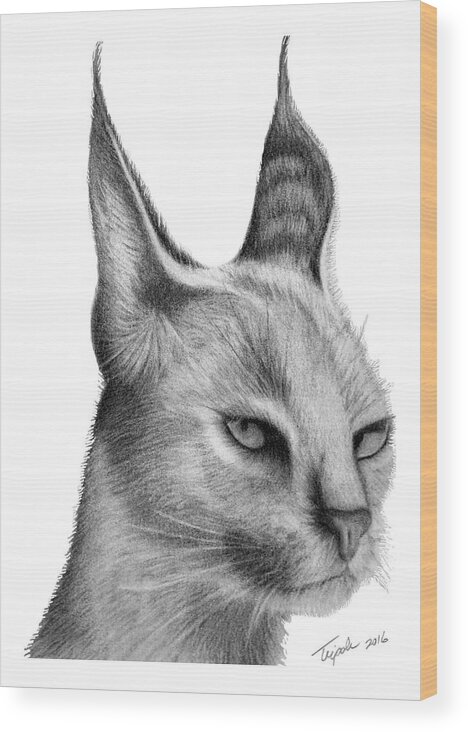 Animal Wood Print featuring the drawing Caracal by Lawrence Tripoli