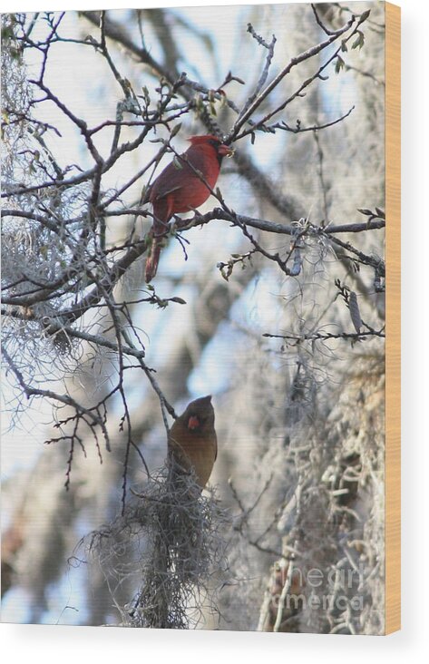 Wildlife Wood Print featuring the photograph Cardinals in Mossy Tree by Carol Groenen
