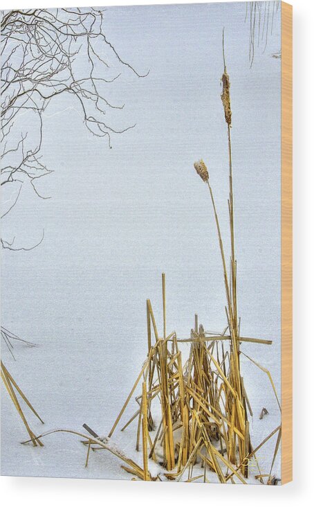 Cattails Wood Print featuring the photograph Cattails in Winter by Sam Davis Johnson