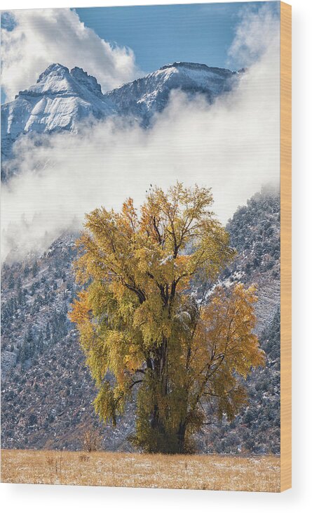 Autumn Wood Print featuring the photograph Chipeta and Cottonwood by Denise Bush