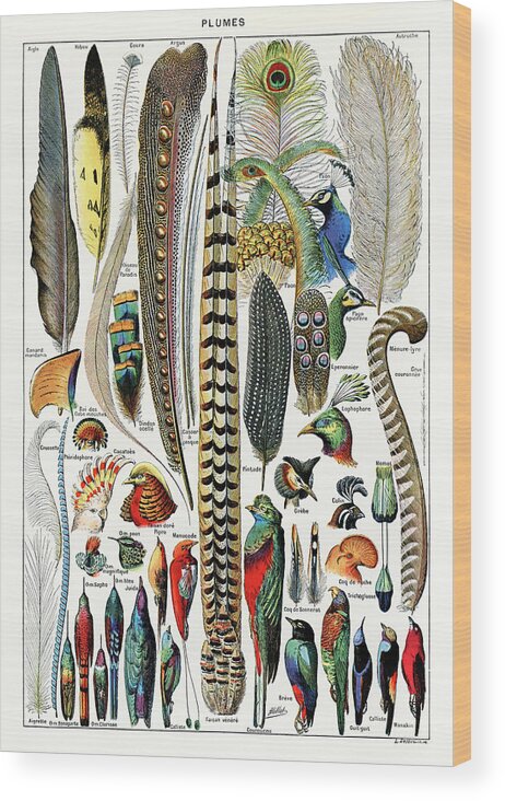 Vintage Wood Print featuring the painting Collection of different plume types by Vincent Monozlay