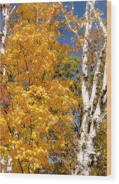 Birch Tree Wood Print featuring the photograph Color in the Trees by Tom Potter
