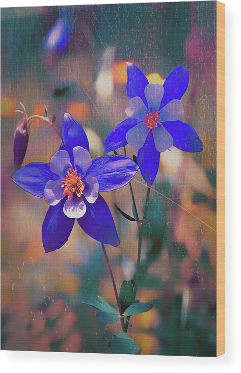 Blossums Wood Print featuring the photograph Columbine - Colorado State Flower by OLena Art by Lena Owens - Vibrant DESIGN