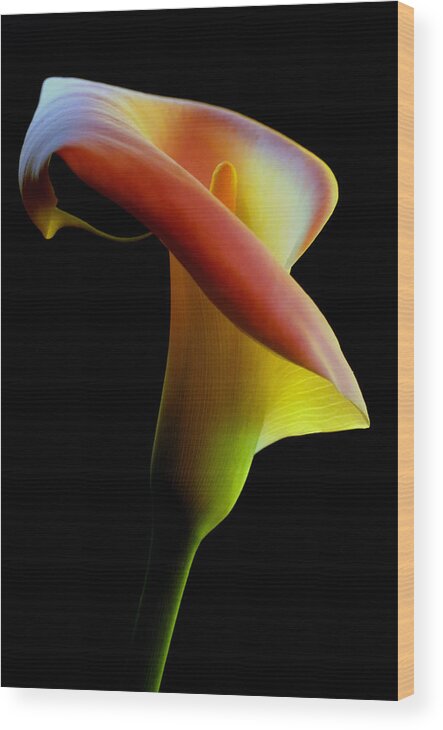 Calla Lily Wood Print featuring the photograph Colored Light Painted Calla Lily by Dung Ma