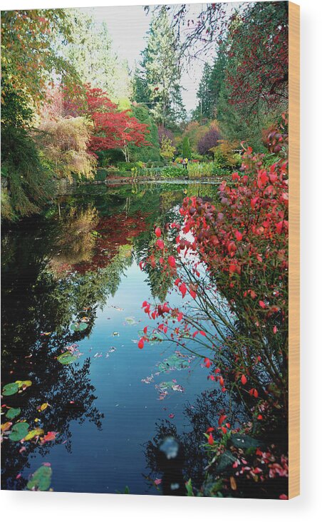 Outdoor Wood Print featuring the photograph Colorful reflection in Autumn gardens. by Andrew Kim