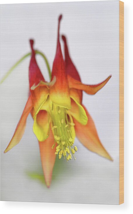 Eastern Red Columbine Wood Print featuring the photograph Columbine #3 by Jamieson Brown