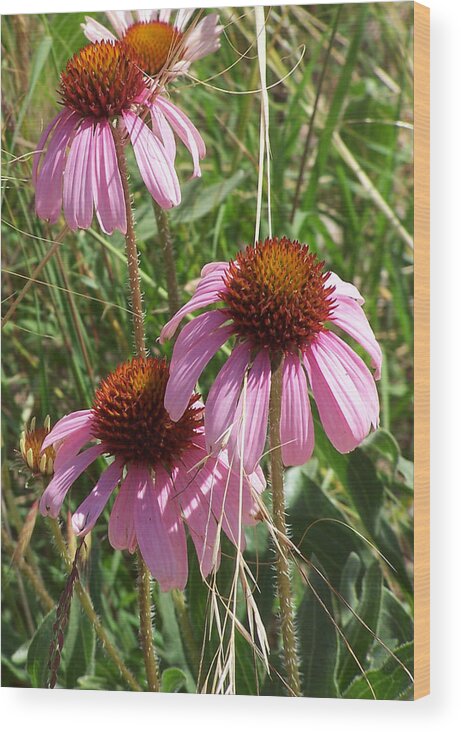 Echinacea Wood Print featuring the photograph Coneflower by JK Dooley
