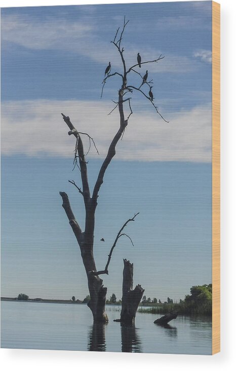 Bird Wood Print featuring the photograph Cormorants by Bill Wiebesiek