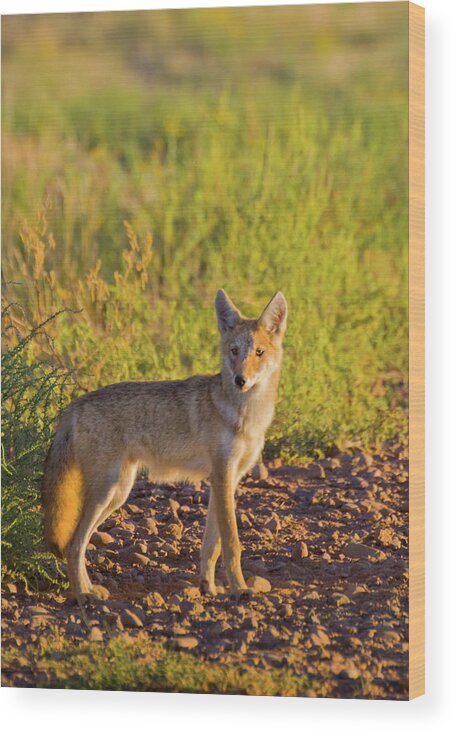 American Jackal Wood Print featuring the photograph Coyote Puppy In Sunlight by John De Bord
