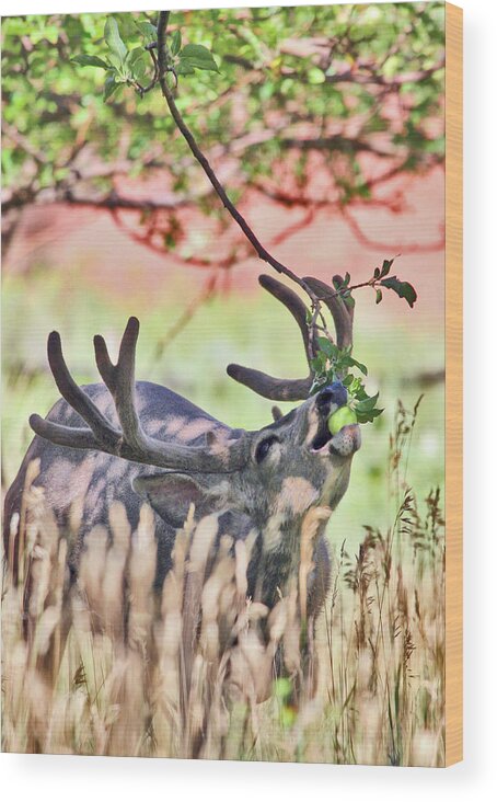 Deer Wood Print featuring the photograph Deer in the Orchard by Wesley Aston