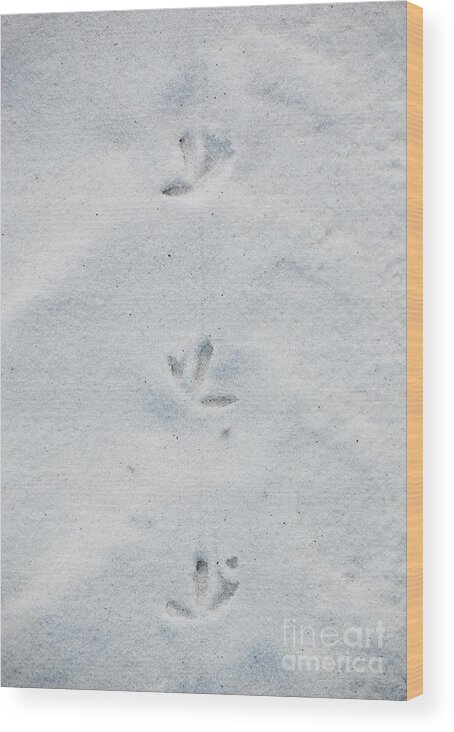 Tracks Wood Print featuring the photograph Delicate Bird Tracks in Powder Sand Destin Florida by Shawn O'Brien