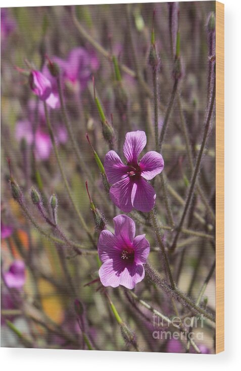 Carlsbad Flower Field Wood Print featuring the photograph Desert Filaree 1 by Marta Robin Gaughen