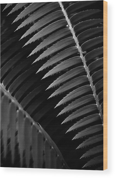 Plant Wood Print featuring the photograph Desert Plant #4 by Stephen Russell Shilling