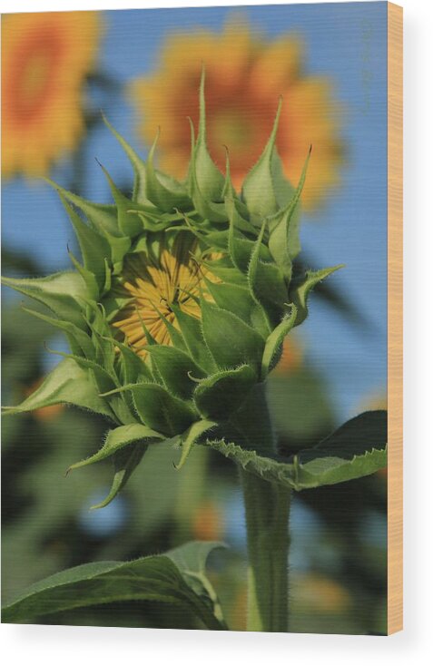 Grinter Wood Print featuring the photograph Developing Petals on a Sunflower by Chris Berry