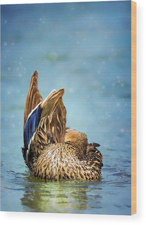 Bird Wood Print featuring the photograph Ducky Grooming On Blue by Bill and Linda Tiepelman