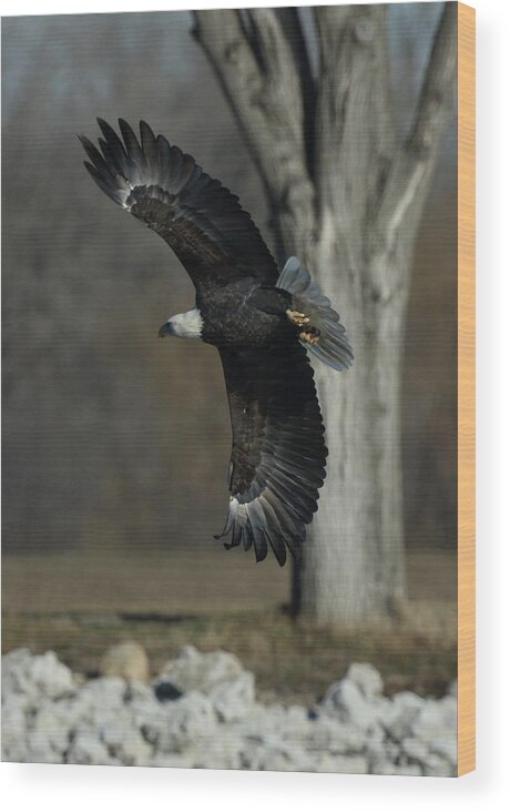 Eagle Wood Print featuring the photograph Eagle Soaring by Tree by Coby Cooper