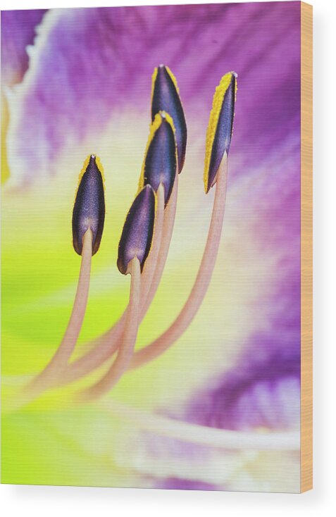 Daylily Wood Print featuring the photograph Emerging from fire. by Usha Peddamatham