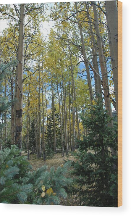 Greenie Peak Fall Wood Print featuring the photograph Fall Color at Greenie Peak by Bill Hyde