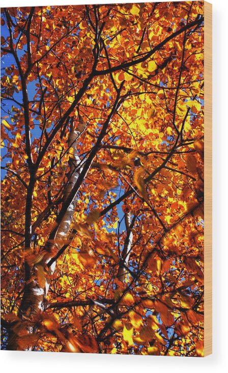 Ranch Golden Elevator Grain Bins Wood Print featuring the photograph Fall colours by David Matthews