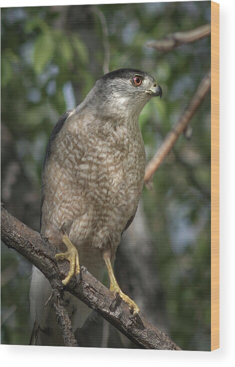 Raptor Wood Print featuring the photograph Female Coopers hawk by Rick Mosher