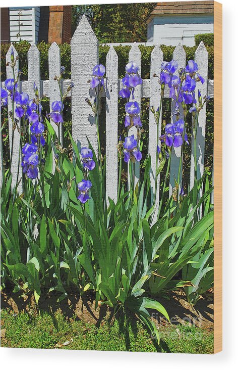 Picket Wood Print featuring the photograph Fence in Purple by George D Gordon III