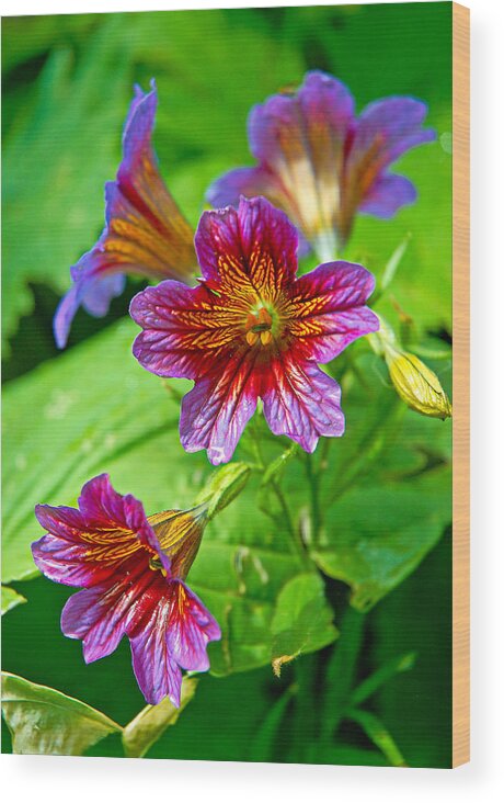Floral Trumpets Wood Print featuring the photograph Floral Trumpets by Robert Meyers-Lussier