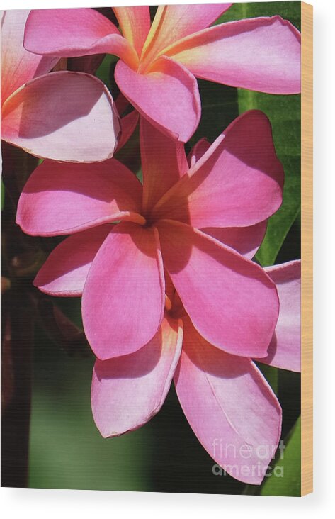 Hawaii Wood Print featuring the photograph Frangipani by Mini Arora