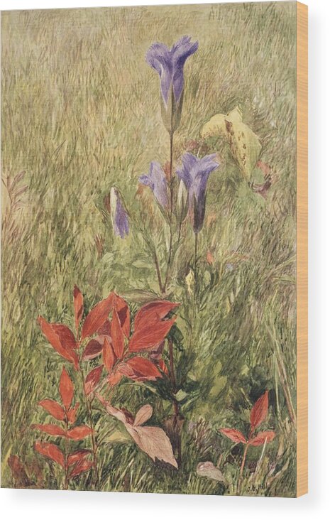 John Henry Hill (american Wood Print featuring the painting Fringed Gentians by John Henry Hill