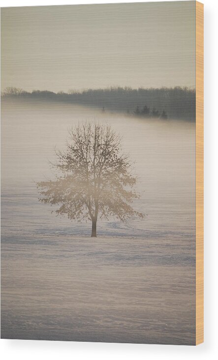 Winter Wood Print featuring the photograph Frozen by Peter McIntosh