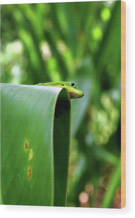 Hawaii Wood Print featuring the photograph GeckoOverlook by Anthony Jones