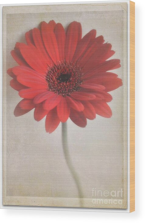 Red Wood Print featuring the photograph Gerbera Daisy by Lyn Randle