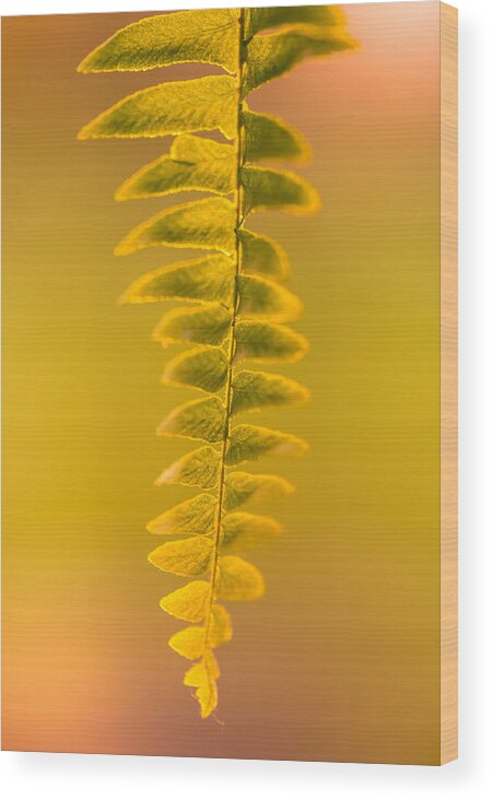 Fern Wood Print featuring the photograph Golden Fern by Shane Holsclaw