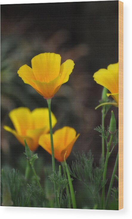 California Golden Poppies Wood Print featuring the photograph Golden Poppies by Saija Lehtonen