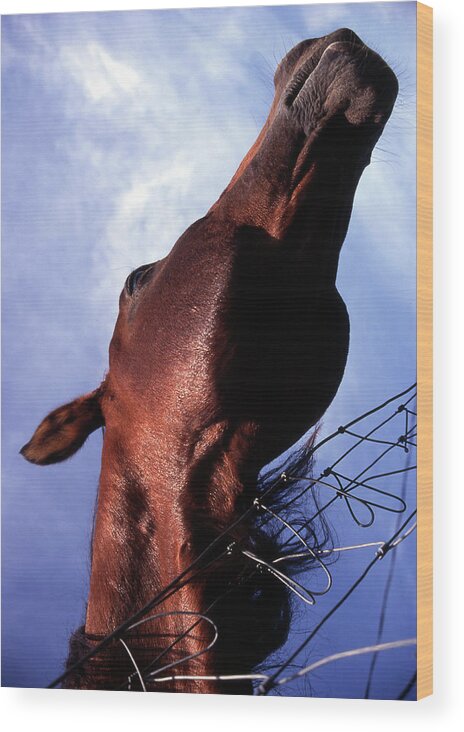 Horse Wood Print featuring the photograph Good Scratch by M Kathleen Warren