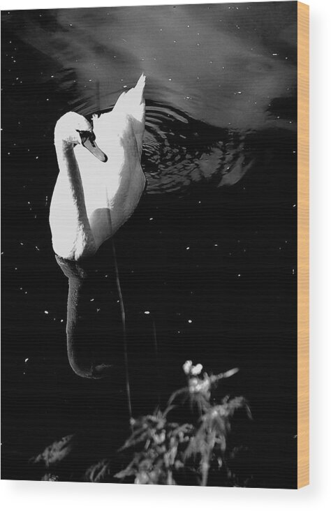 Swan Wood Print featuring the photograph Grace by HweeYen Ong